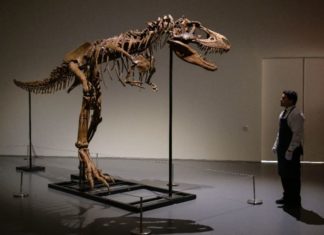 Gorgosaurus Tipped To Fetch $8 Mn At New York Auction – Towleroad