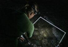 Horseshoe Crabs: ‘Living Fossils’ Vital For Vaccine Safety – Towleroad