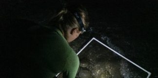 Horseshoe Crabs: ‘Living Fossils’ Vital For Vaccine Safety – Towleroad