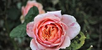 Obituary: Robyn Gay Harju-Doolittle – keweenawreport.com