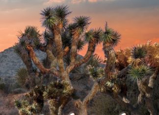 The Price You Pay: Of Crimes and Closets – lareviewofbooks