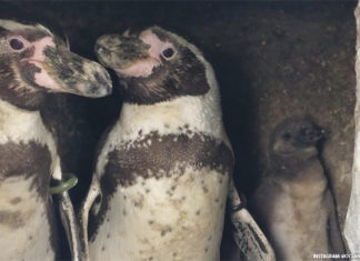 These Gay Penguins Proudly Hatched a Baby Chick – Advocate.com