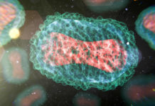 A dog in France has monkeypox, worrying scientists that we won’t be able to eradicate the virus if it spreads to more animals – CNBC