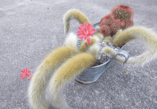 Biologist’s Cactus Planter Takes Turn As “Bathing Lady” Sprouts Blossoming Penis – IFLScience