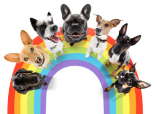 Can dogs be gay? The surprising truth. – Queerty