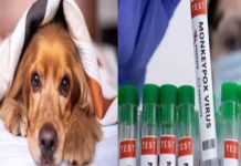 Dog tests positive for Monkeypox, its owner is GAY… It`s Human to animal transmission – Zee News