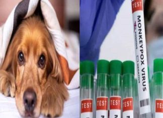 Dog tests positive for Monkeypox, its owner is GAY… It`s Human to animal transmission – Zee News