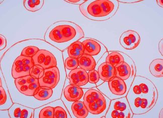 HIV diagnoses are the lowest in Australia since the 1980s – Cosmos