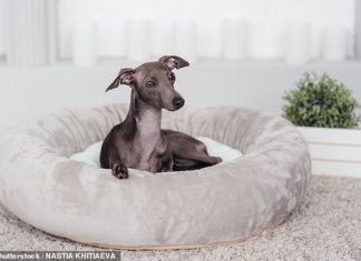 Italian greyhound belonging to gay couple in Paris catches monkeypox – Daily Mail