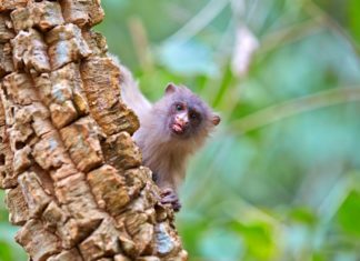 Monkeypox is being transmitted by humans, not monkeys, World Health Organization says – The Washington Post