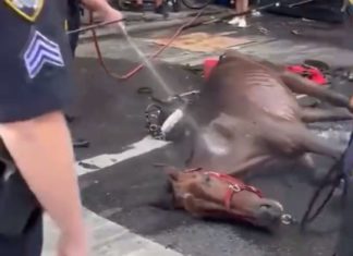 New York City Carriage Horse Collapses as Driver Screams and Whips It – PopCrush