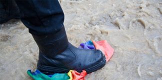 The Wisdom of Gay Albatrosses – Nautilus | Science Connected – Nautilus Magazine