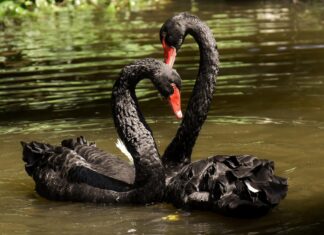 A bisexual goose raising a family with two black swans isn’t as strange as it sounds – Popular Science