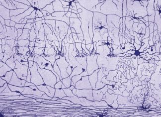 Arianne Shahvisi · What’s the difference? Sex in the Brain · LRB 8 September 2022 – London Review of Books