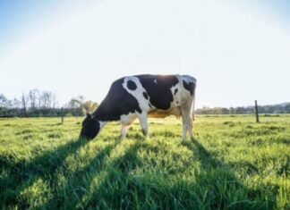 Researchers to explore effect of big data on dairy farms | Cornell Chronicle – Cornell Chronicle