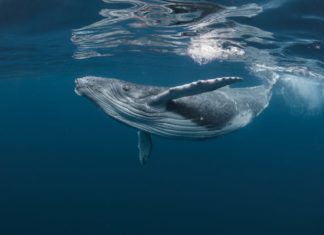 What went right: a ‘monumental win’ for planet, plus more positive news – Positive.News