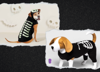 10 Gay Halloween Costumes for Your Dog – www.autostraddle.com