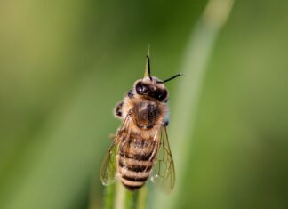 Bees choose violence when attempting honey heists – Popular Science