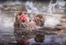 Can animals be gay? | Discover Wildlife – BBC Discover Wildlife