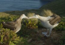 Frozen Planet II: ‘Gay’ albatross romance leaves viewers ‘sobbing’ – Metro.co.uk