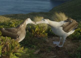 Frozen Planet II: ‘Gay’ albatross romance leaves viewers ‘sobbing’ – Metro.co.uk