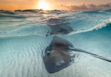 How to explore the natural beauty and wildlife of the Cayman Islands – The Telegraph
