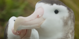Internet loses it over this oh-so-adorable clip of a gay albatross ‘meet cute’ – Queerty