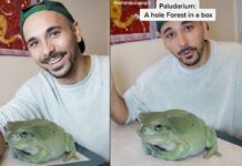 Is the Giant TikTok Frog Real? – PopCrush