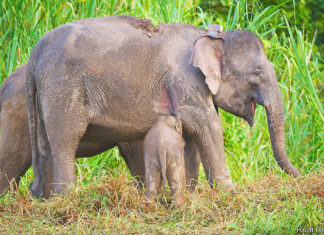 Malaysia’s elephants stay more outside protected areas than in – The Economist