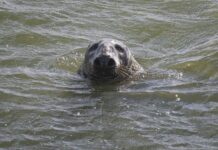 Marine Mammal Protection Act Turns Fifty Years Old – The Vineyard Gazette – Martha’s Vineyard News