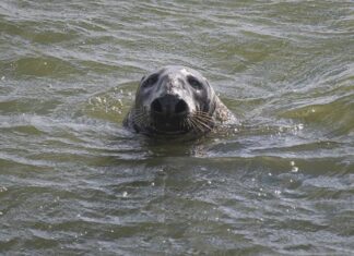 Marine Mammal Protection Act Turns Fifty Years Old – The Vineyard Gazette – Martha’s Vineyard News