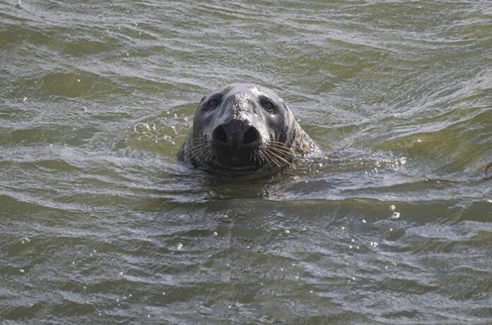 Marine Mammal Protection Act Turns Fifty Years Old - The Vineyard Gazette - Martha's Vineyard News