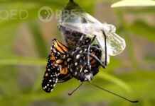 This Nasty Parasite Is Ruining Monarch Butterfly Wings – KQED