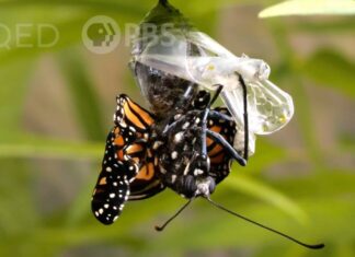 This Nasty Parasite Is Ruining Monarch Butterfly Wings – KQED