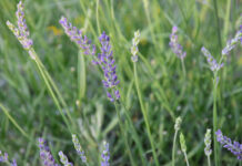 How lavender became a symbol of LGBTQ resistance – CNN How lavender became a symbol of LGBTQ resistance - CNN