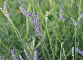 How lavender became a symbol of LGBTQ resistance - CNN