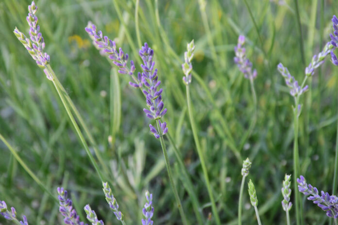 How lavender became a symbol of LGBTQ resistance - CNN