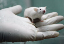 Making Gay Rats - Trend Hunter