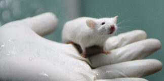 Making Gay Rats - Trend Hunter