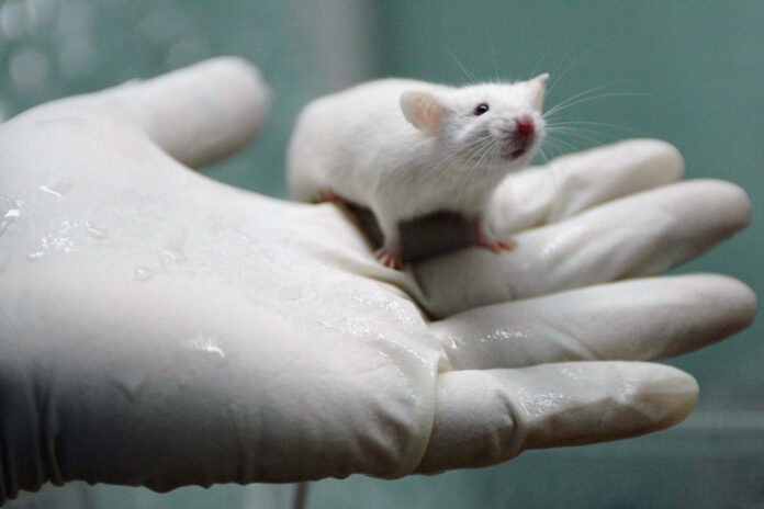 Making Gay Rats - Trend Hunter