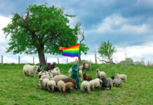 'Rainbow Wool' Is the World’s First Fashion Statement Made from the Wool of Gay Sheep - Little Black Book | LBBOnline
