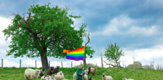 'Rainbow Wool' Is the World’s First Fashion Statement Made from the Wool of Gay Sheep - Little Black Book | LBBOnline