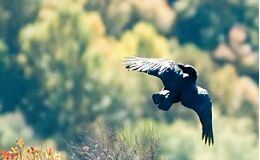 âThey Want to Shut It All Downâ: Gay DC Reels From a Trump Decision - Politico