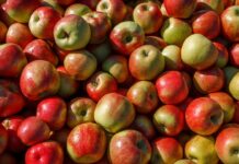 Is an apple a day really good for your health? – BBC Is an apple a day really good for your health? - BBC