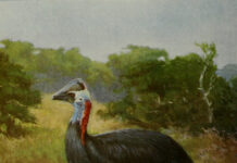 Gay penguin couple hatch and raise chick at Chester Zoo - The Telegraph