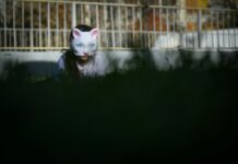 Fur flies as Russia takes on young fans of ‘quadrobics’ - Digital Journal