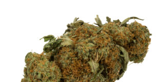 Mat-Su voter guide covers free speech, DEI, parent rights, taxes, weed, abortion, LGBT policy – Alaska Watchman Mat-Su voter guide covers free speech, DEI, parent rights, taxes, weed, abortion, LGBT policy - Alaska Watchman