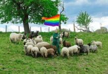 Grindr has created a fashion line using the wool of 'gay sheep' - Metro.co.uk