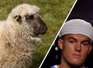 Grindr Presents 'I Wool Survive': Gay Sheep Wool Becomes High Fashion - Grindr
