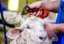 Just not that into ewes: ‘gay sheep’ escape slaughter and take over a New York catwalk - The Guardian
